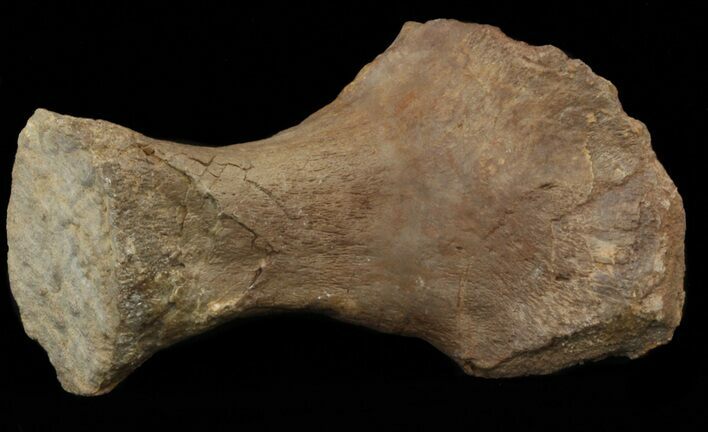 Mosasaur (Platecarpus) Radius - Kansas #40413